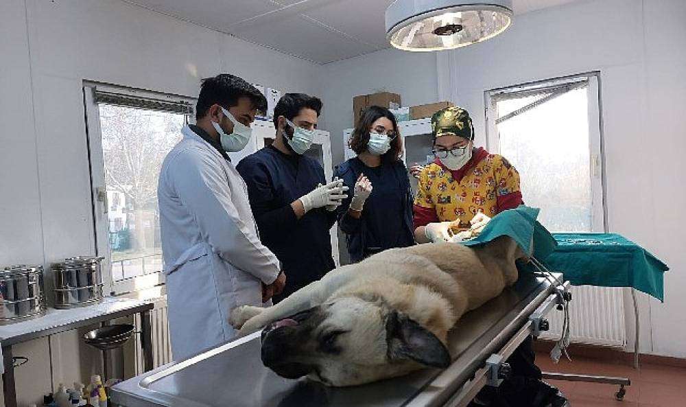 Veteriner hekim adayları Osmangazi'de tecr&uuml;be kazanıyor