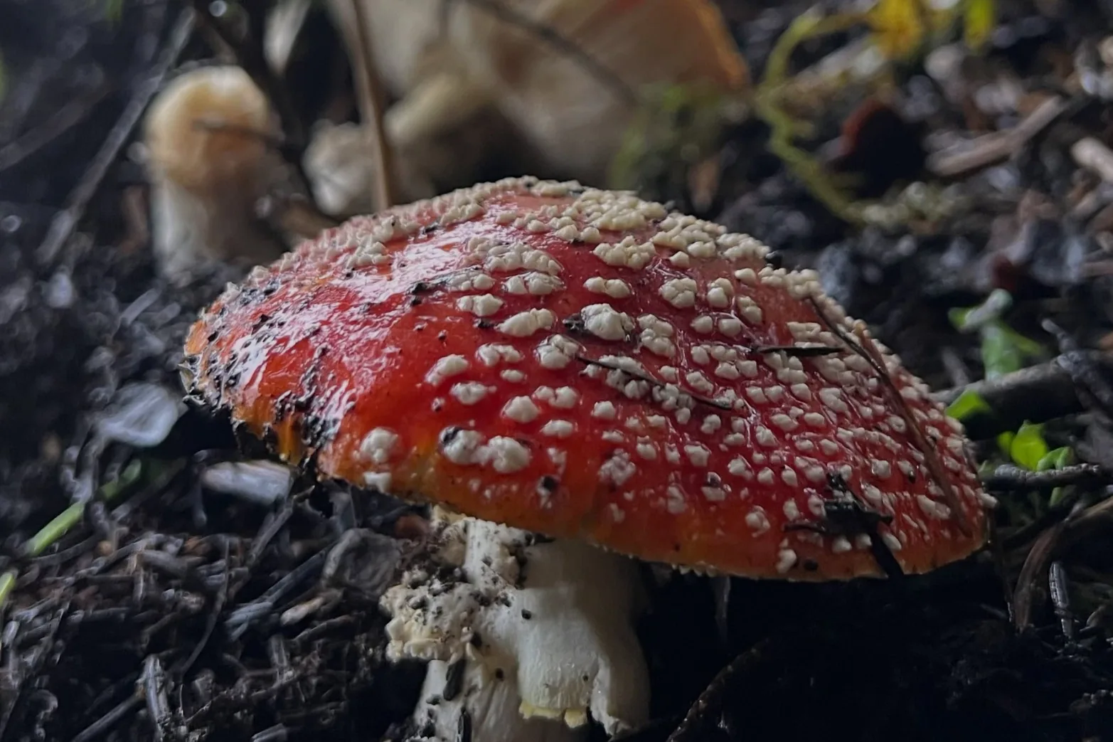 Bu mantara dikkat! 6 saatte etkisini g&ouml;steriyor