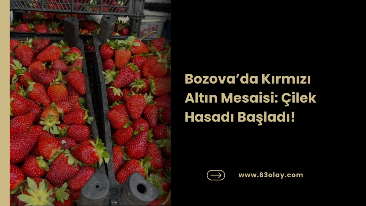 Bozova&rsquo;da Bereketli Hasat: &Ccedil;ilek, İl&ccedil;enin Yeni G&ouml;zdesi Oldu!