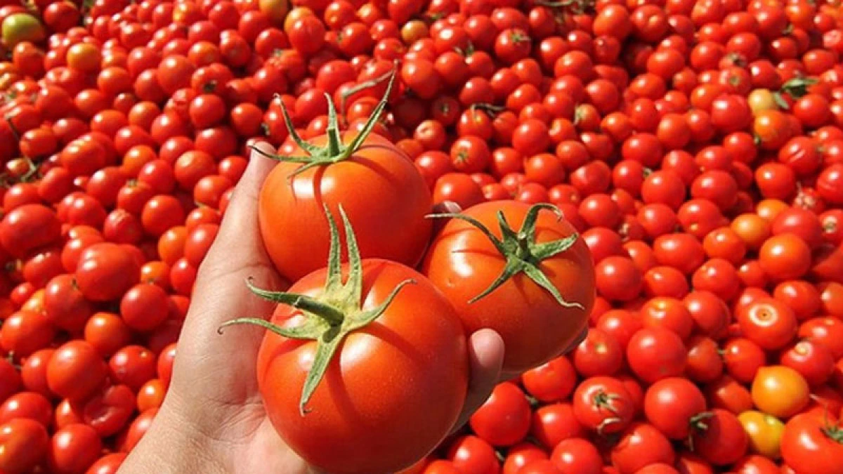 &Ccedil;&ouml;pe Gitmesin Diye: 4 Ton Domatesi Meydanda &Uuml;cretsiz Dağıttı