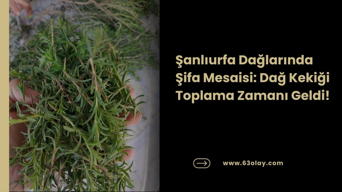 Doğal Antibiyotik Dağlarda Sizi Bekliyor: Dağ Kekiğinin Faydaları Saymakla Bitmiyor