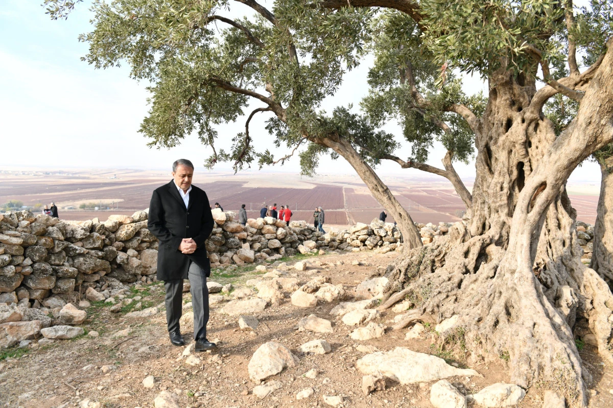 G&Ouml;BEKLİ ANIT ZEYTİN AĞACI &Ccedil;EVRE D&Uuml;ZENLEME PROJESİ HAYATA GE&Ccedil;İRİLİYOR