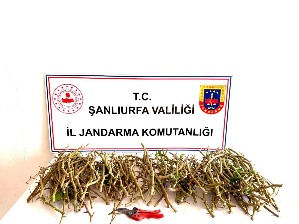 JANDARMASINDAN FISTIK HIRSIZLARINA SU&Ccedil;&Uuml;ST&Uuml;! 3 G&Ouml;ZALTI&hellip;