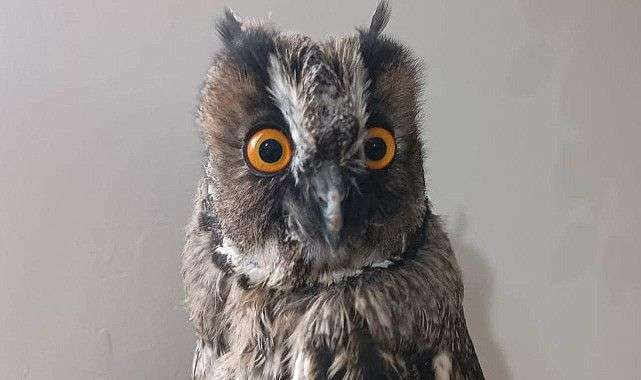 Kulaklı Orman Baykuşu Şanlıurfa’da Tedavi Altına Alındı