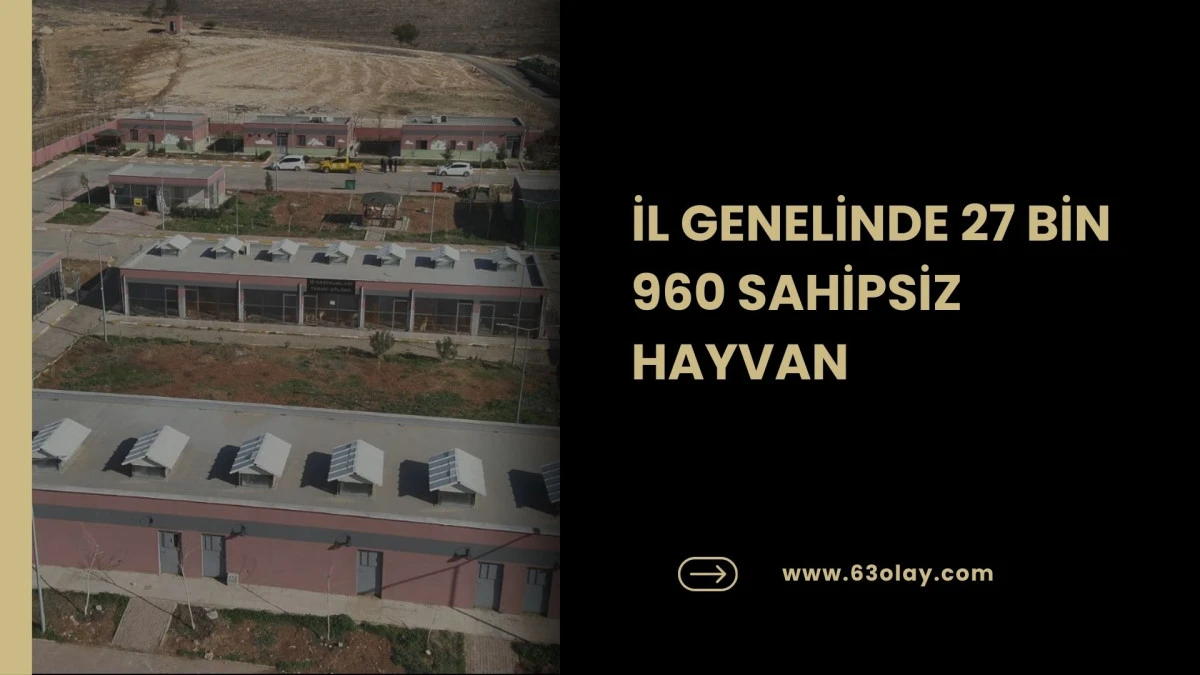 Sahipsiz Hayvanların Toplanmasında Hedefe Ulaşıldı