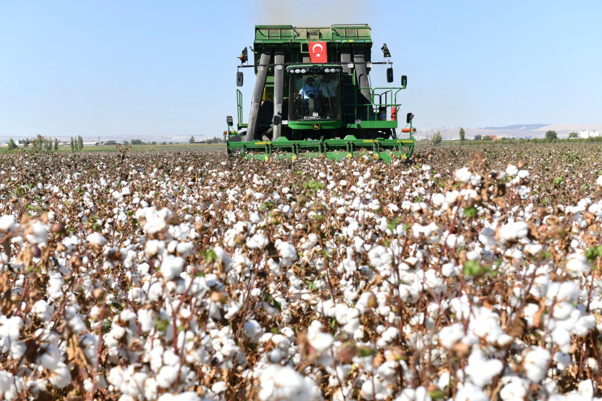 ŞANLIURFA PAMUĞU KORUMA ALTINDA