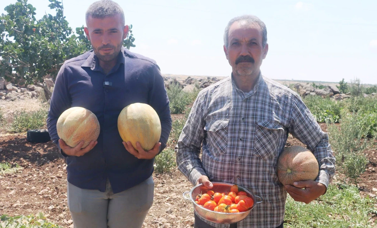 Şanlıurfa Tarımında Doğallık Zaferi: B&uuml;y&uuml;kalanlı Mahallesi&rsquo;nin Tescilli Lezzet Yolu