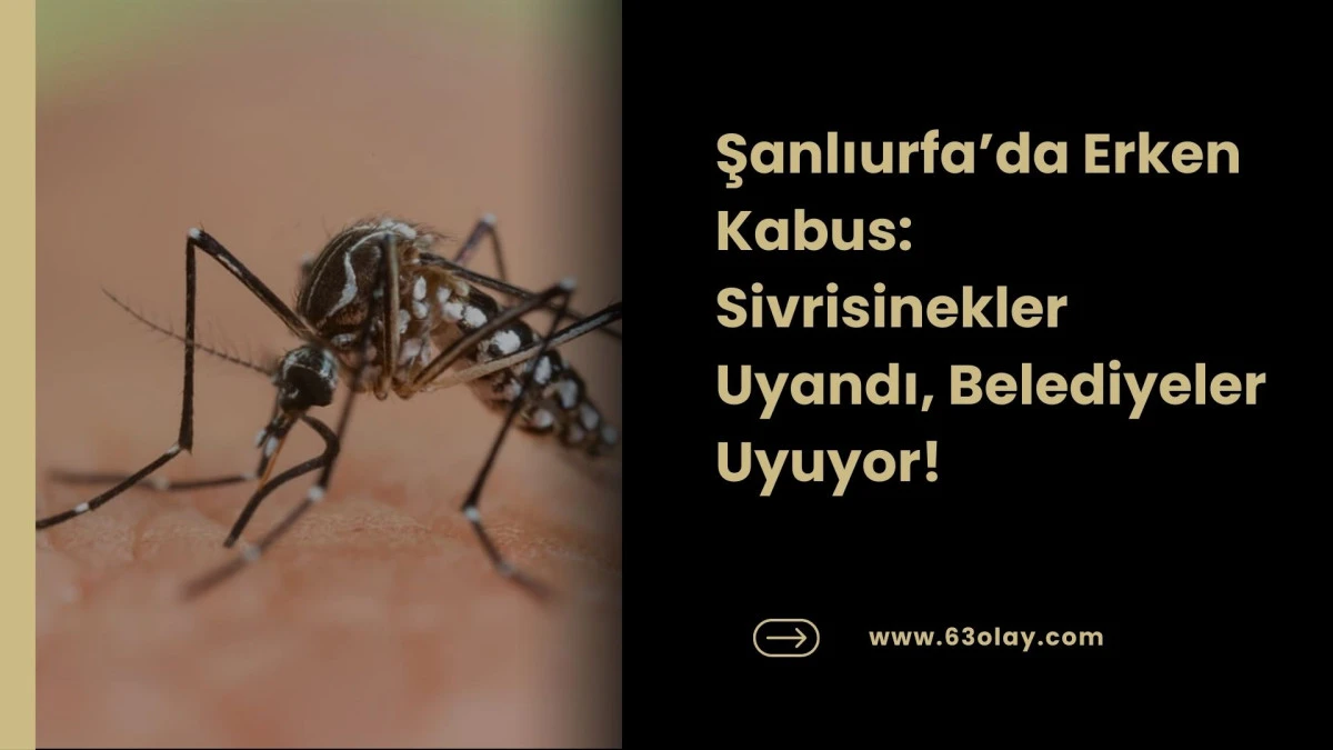 Şanlıurfa&rsquo;da Erken Vızıltı: Belediye Neyi Bekliyor?