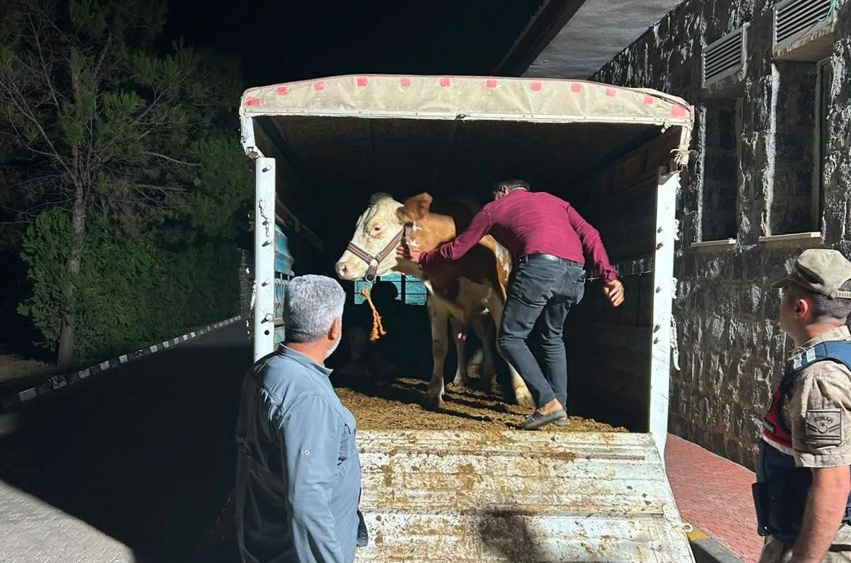 Şanlıurfa&rsquo;da Hayvan Yetiştiricisini Dolandıran Ş&uuml;pheli Yakalandı