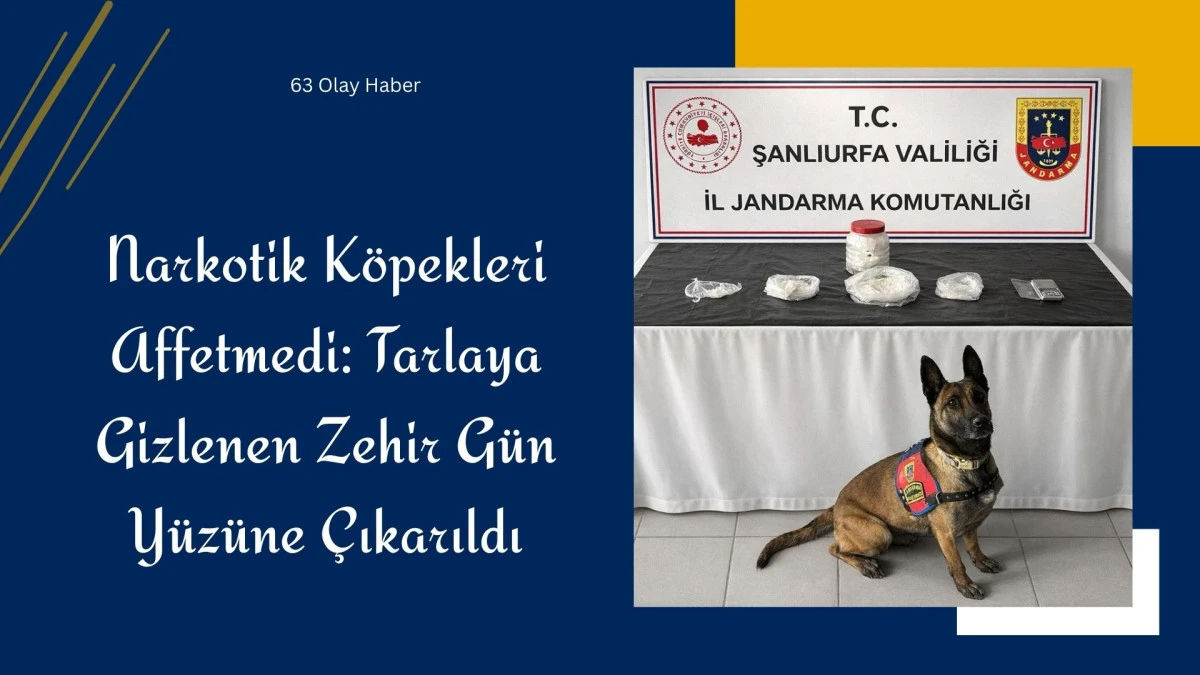 Şanlıurfa'da Jandarma Operasyonu: Zehiri Tarlaya G&ouml;mm&uuml;şler!