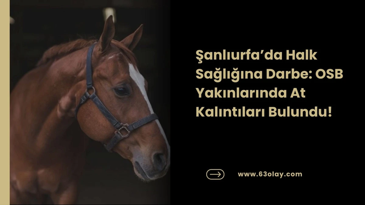 Şanlıurfa&rsquo;da Skandal: At Kalıntıları Boş Arazide Bulundu!