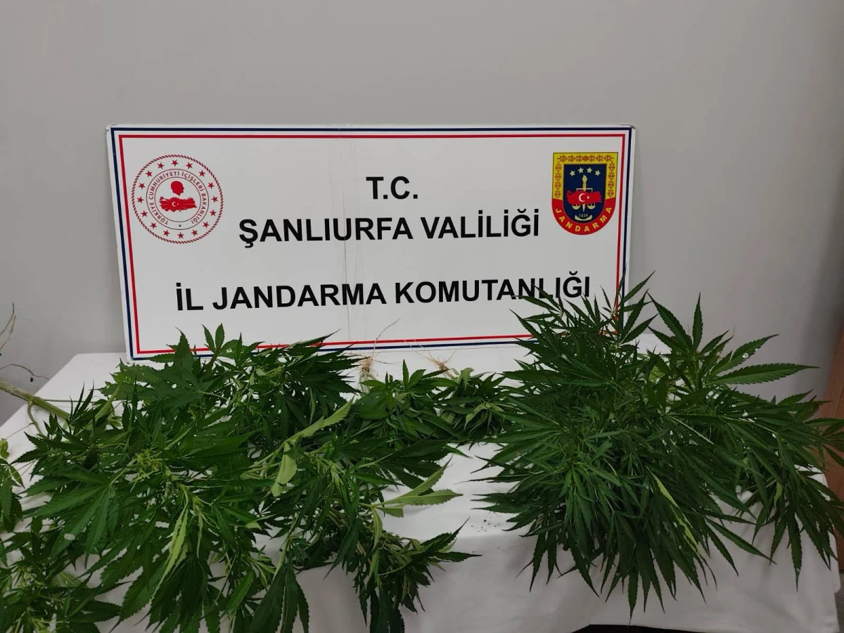 Şanlıurfa'da Uyuşturucu Operasyonu: Kenevir ve Sentetik Madde Ele Ge&ccedil;irildi!