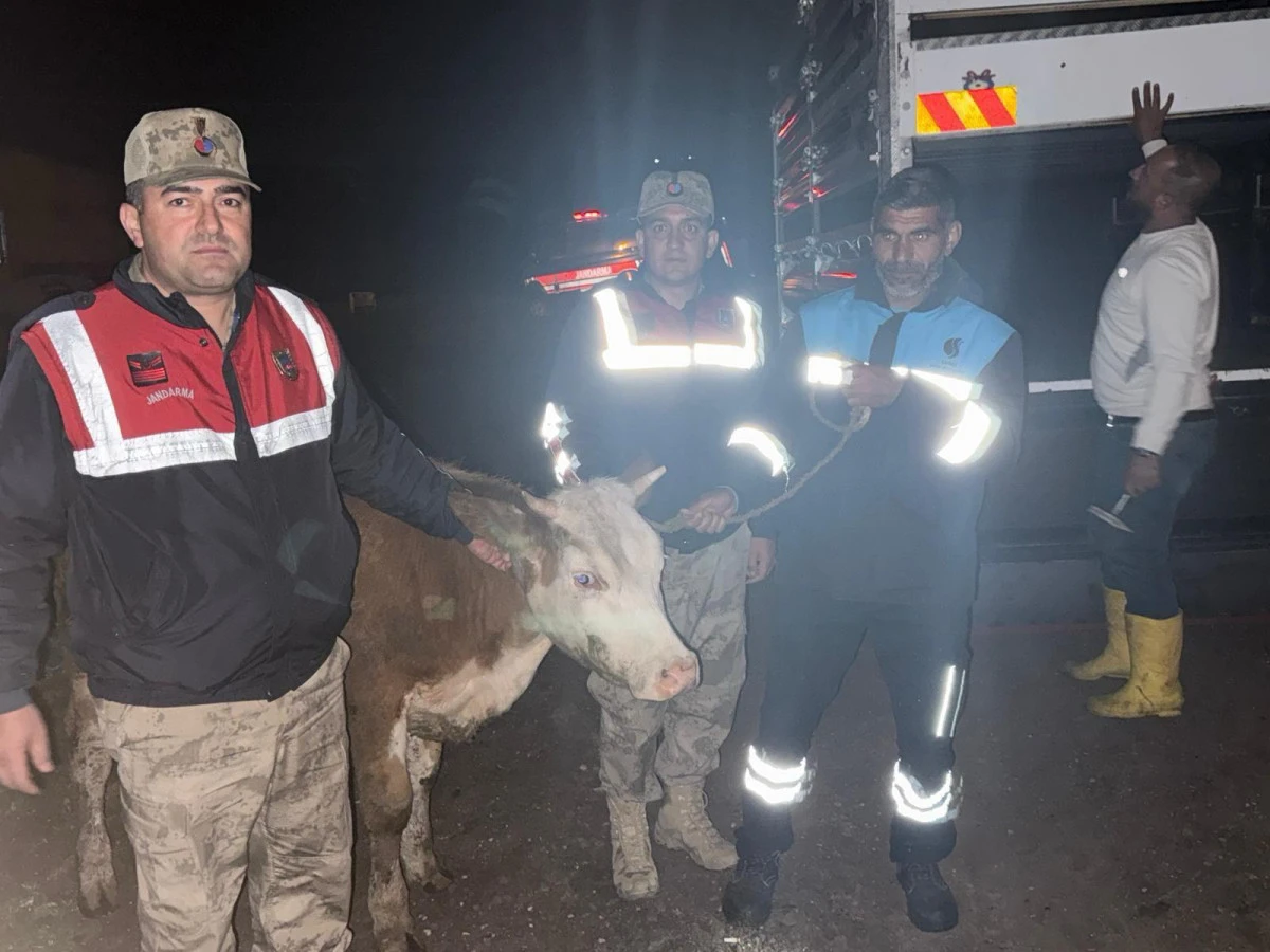 Siverek&rsquo;te &Ccedil;alınan B&uuml;y&uuml;kbaş Hayvan Sahibine Teslim Edildi